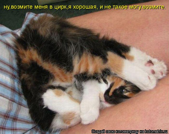 Котоматрица: ну,возмите меня в цирк,я хорошая, и не такое могу.возмите.