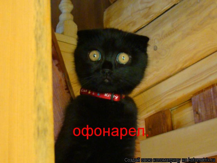 Котоматрица: офонарел.