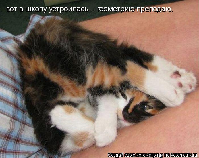 Котоматрица: вот в школу устроилась... геометрию преподаю.
