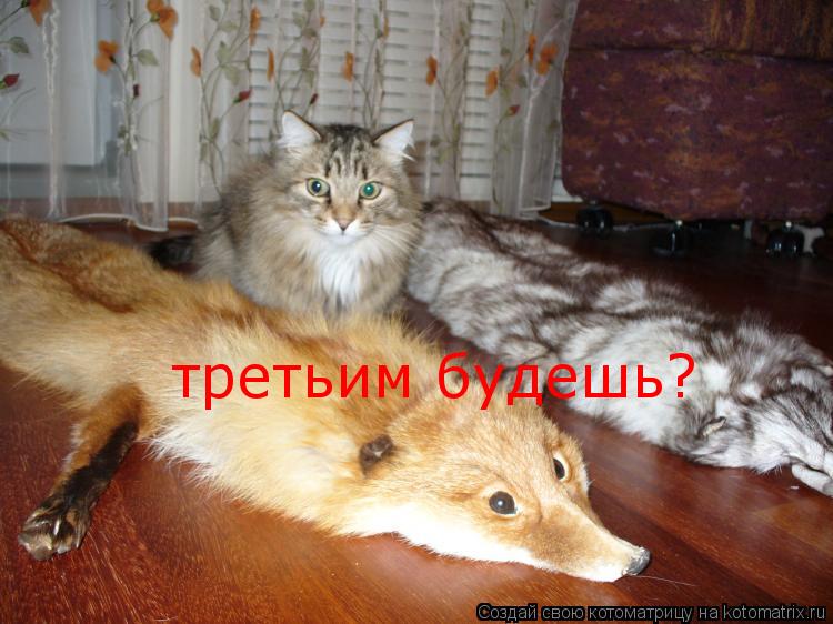 третьим будешь?... Котоматрица: третьим будешь?