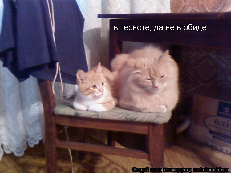 в тесноте, да не в обиде... Котоматрица: в тесноте, да не в обиде