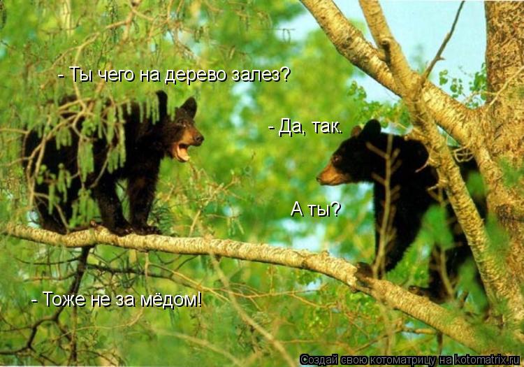 Котоматрица: - Ты чего на дерево залез? - Да, так. А ты? - Тоже не за мёдом!