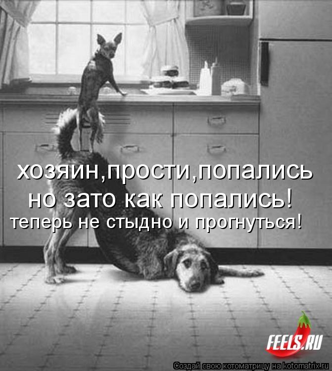 хозяин,прости,попались но зато как попались! теперь не стыдно и прогнуться!... Котоматрица: хозяин,прости,попались но зато как попались! теперь не стыдно и прогнуться!