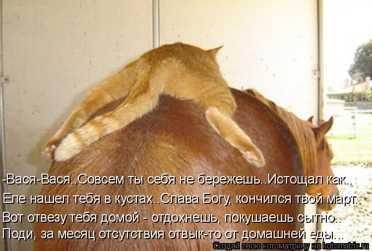 Еле нашел тебя в кустах..Слава Богу, кончился твой март.. -Вася-Вася..Совсем ты себя не бережешь..Ист... Котоматрица: Еле нашел тебя в кустах..Слава Богу, кончился твой март.. -Вася-Вася..Совсем ты себя не бережешь..Истощал как.. Вот отвезу тебя домой - отдохнеш