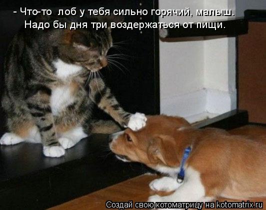 - Что-то лоб у тебя сильно горячий, малыш. Надо бы дня три воздержаться от пищи.... Котоматрица: - Что-то лоб у тебя сильно горячий, малыш. Надо бы дня три воздержаться от пищи.