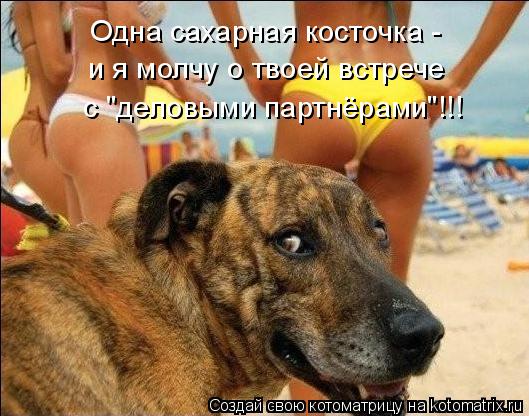 Одна сахарная косточка - и я молчу о твоей встрече с "деловыми партнёрами"!!!... Котоматрица: Одна сахарная косточка - и я молчу о твоей встрече с "деловыми партнёрами"!!!