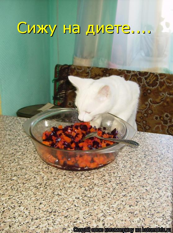 Котоматрица: Сижу на диете....