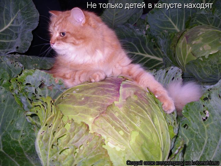 Котоматрица: Не только детей в капусте находят