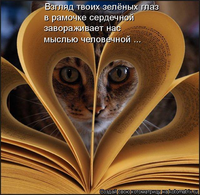 Котоматрица: Взгляд твоих зелёных глаз в рамочке сердечной завораживает нас мыслью человечной ...