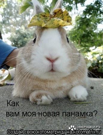 Котоматрица: Как  вам моя новая панамка?