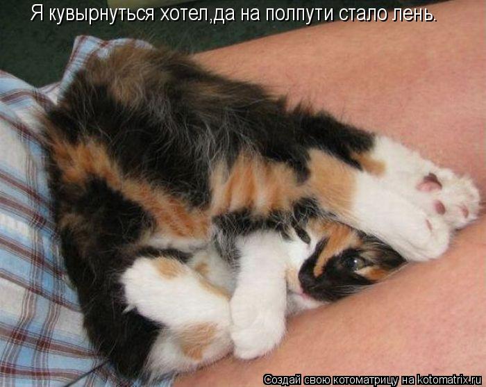 Котоматрица: Я кувырнуться хотел,да на полпути стало лень.