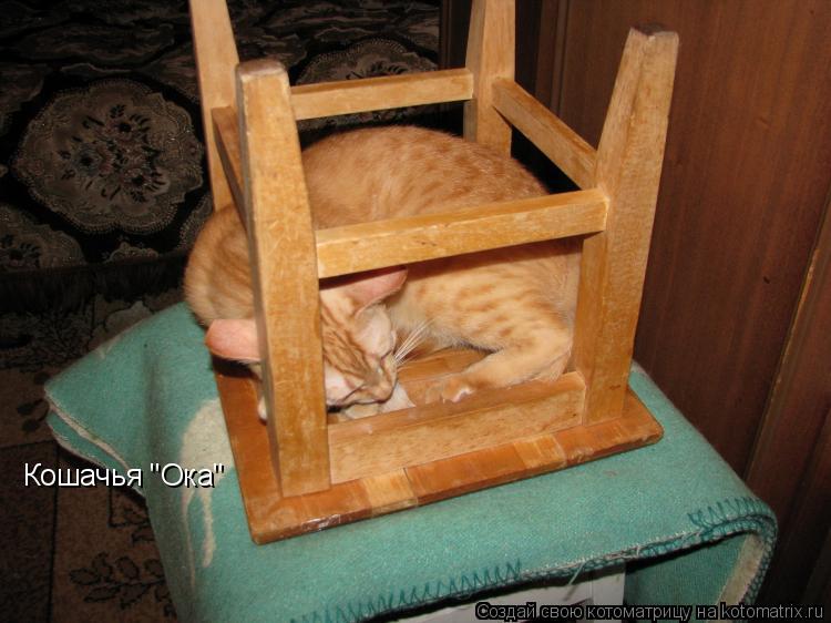 Котоматрица: Кошачья "Ока"