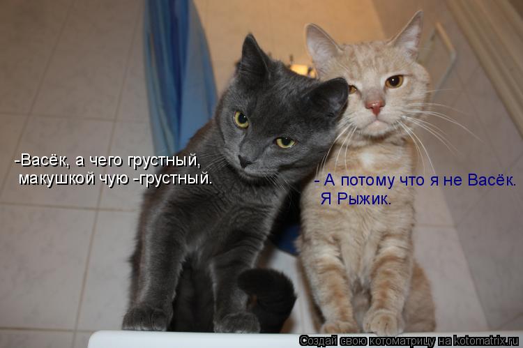 -Васёк, а чего грустный, макушкой чую -грустный. - А потому что я не Васёк. Я Рыжик.... Котоматрица: -Васёк, а чего грустный, макушкой чую -грустный. - А потому что я не Васёк. Я Рыжик.