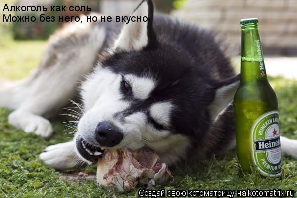 Котоматрица: Алкоголь как соль Можно без него, но не вкусно