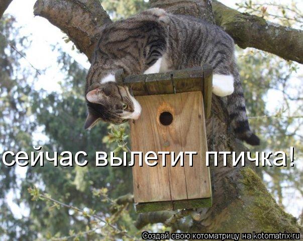 Котоматрица: сейчас вылетит птичка!
