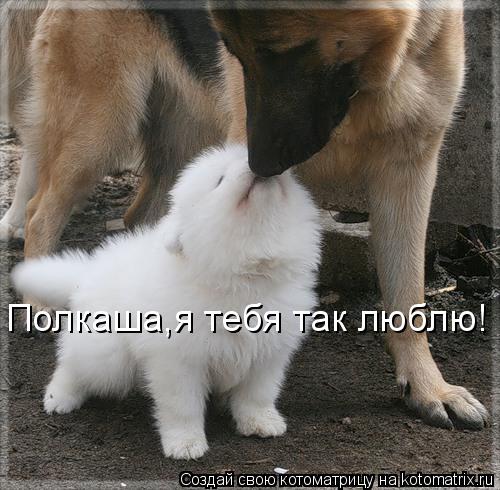 Котоматрица: Полкаша,я тебя так люблю!