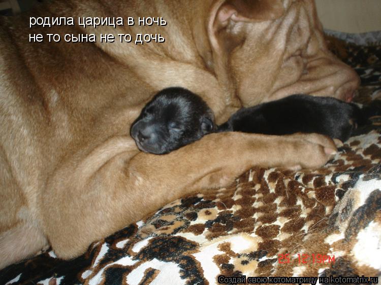 Котоматрица: родила царица в ночь  не то сына не то дочь
