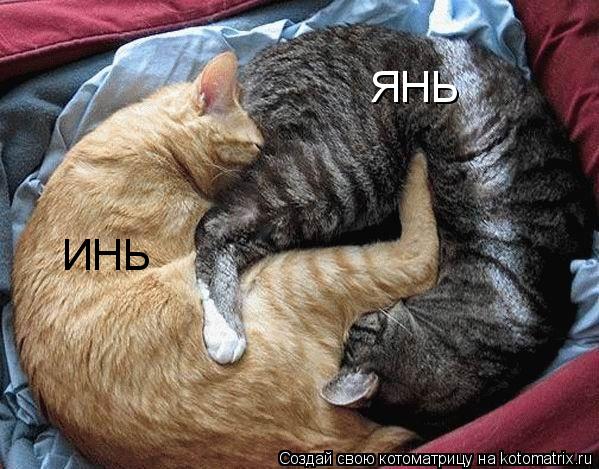 Котоматрица: ИНЬ ЯНЬ