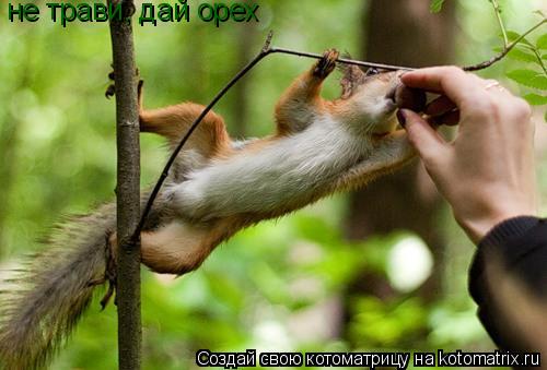 Котоматрица: не трави, дай орех