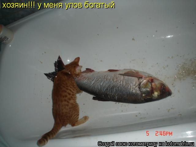 Котоматрица: хозяин!!! у меня улов богатый