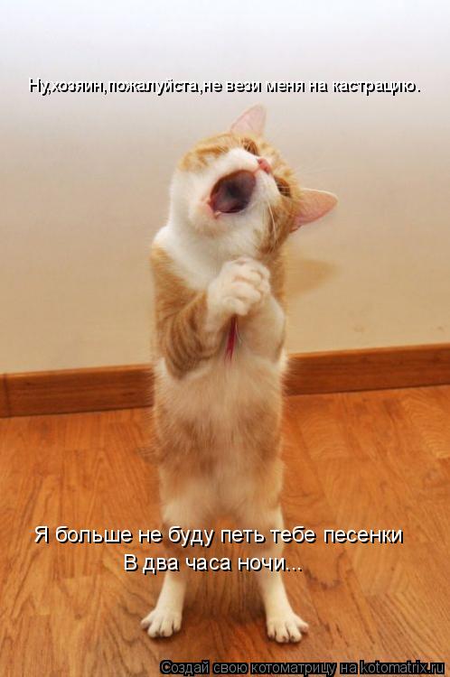 Котоматрица: Ну,хозяин,пожалуйста,не вези меня на кастрацию. Я больше не буду петь тебе песенки В два часа ночи...
