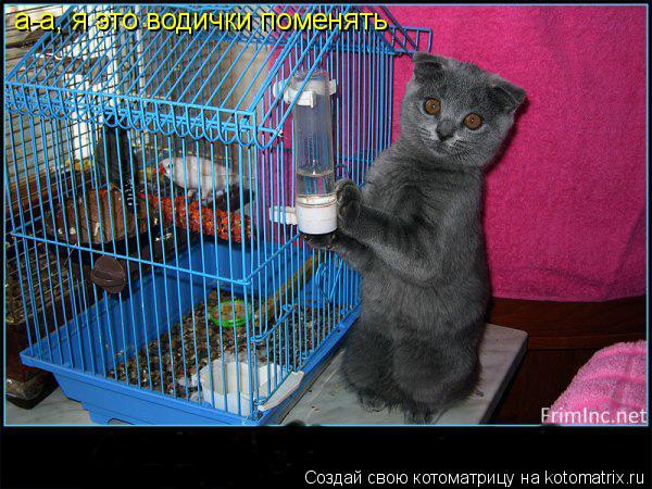 Котоматрица: а-а, я это водички поменять