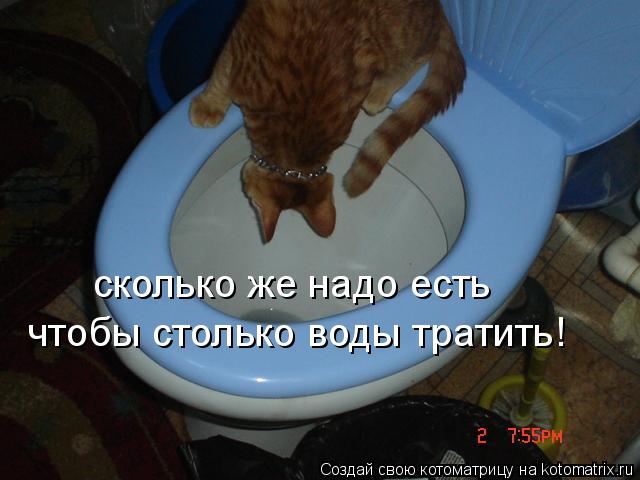 Котоматрица: сколько же надо есть чтобы столько воды тратить!