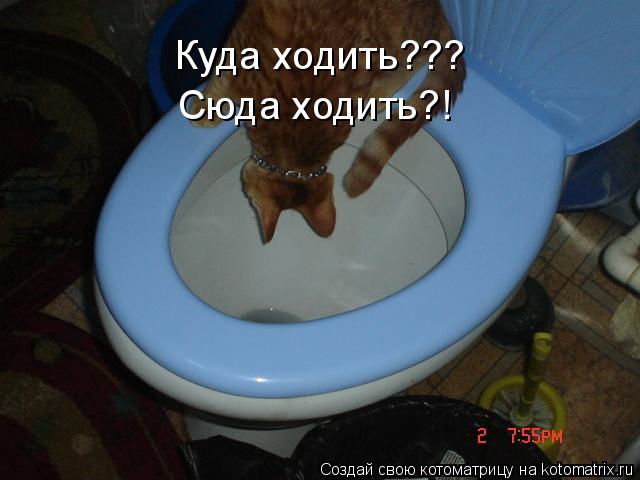 Котоматрица: Куда ходить??? Сюда ходить?!
