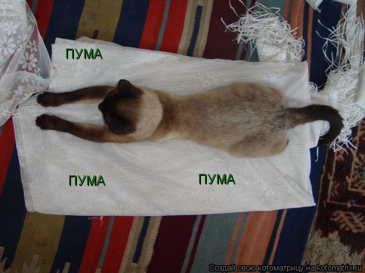 Котоматрица: ПУМА ПУМА ПУМА