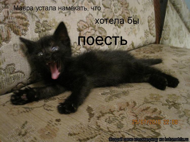 Мавра устала намекать, что хотела бы поесть... Котоматрица: Мавра устала намекать, что хотела бы поесть
