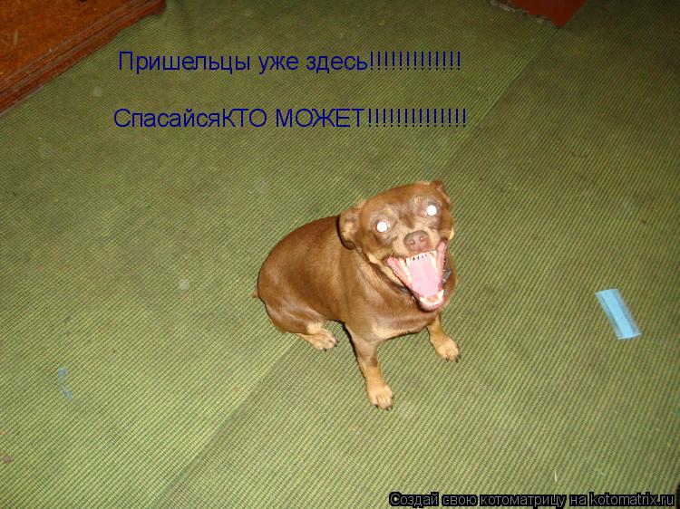 Котоматрица: Пришельцы уже здесь!!!!!!!!!!!!! СпасайсяКТО МОЖЕТ!!!!!!!!!!!!!!
