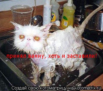 Котоматрица: принял ванну, хоть и заставили!