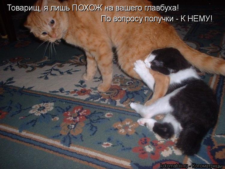 Котоматрица: Товарищ, я лишь ПОХОЖ на вашего главбуха! По вопросу получки - К НЕМУ!