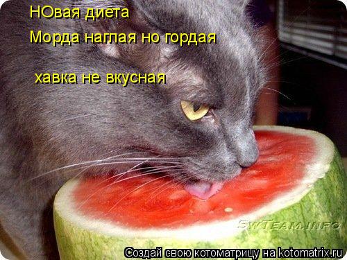 Котоматрица: НОвая диета Морда наглая но гордая хавка не вкусная