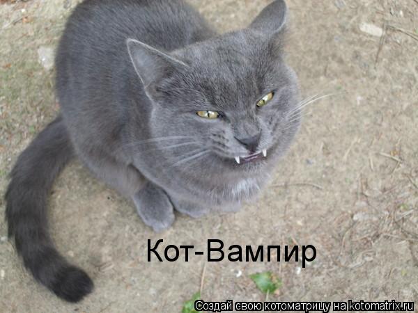 Котоматрица: Кот-Вампир