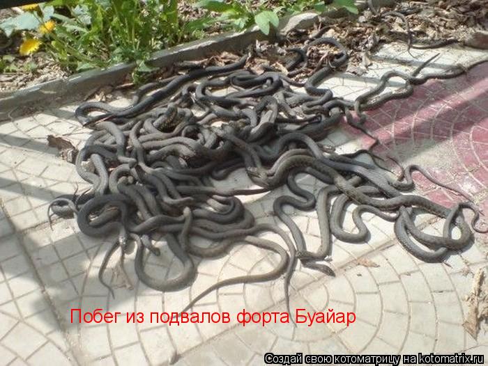 Котоматрица: Побег из подвалов форта Буайар