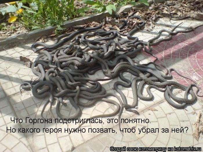 Котоматрица: Что Горгона подстриглась, это понятно. Но какого героя нужно позвать, чтоб убрал за ней?