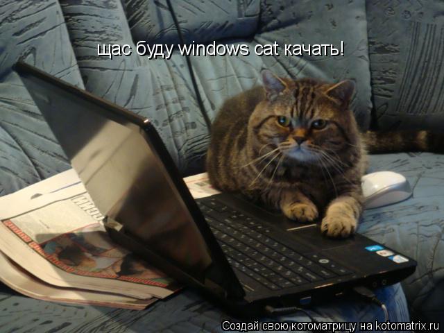 Котоматрица: щас буду windows cat качать!