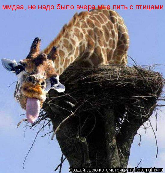 Котоматрица: ммдаа, не надо было вчера мне пить с птицами