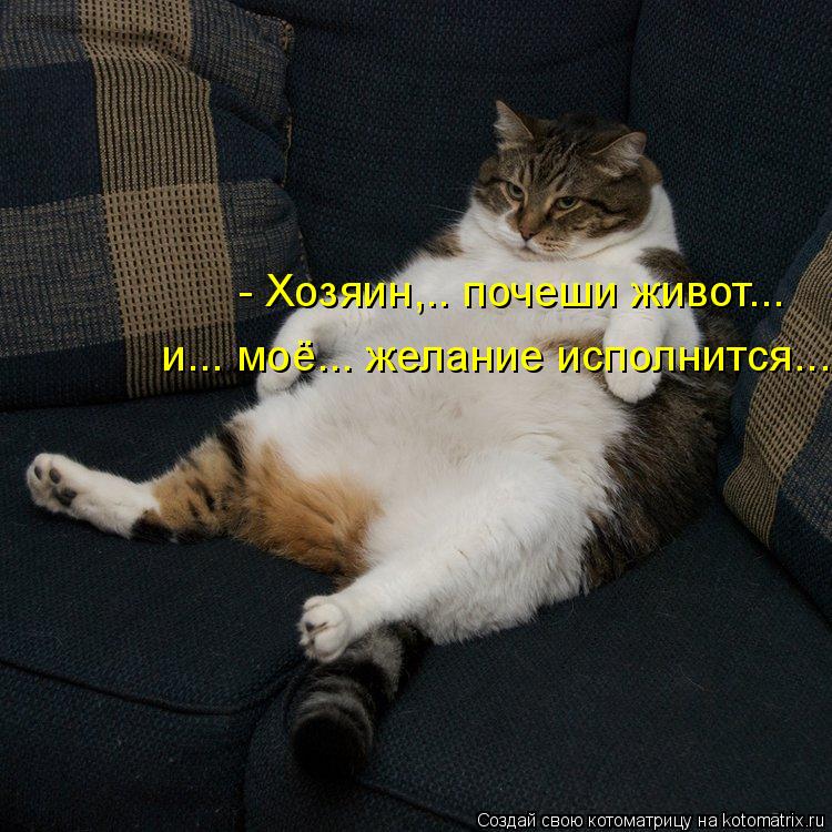 - Хозяин,.. почеши живот... и... моё... желание исполнится...... Котоматрица: - Хозяин,.. почеши живот... и... моё... желание исполнится...