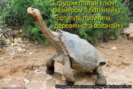 С трудом глотая ключ размером с балалайку, Тортилла проучила деревянного всезнайку.... Котоматрица: С трудом глотая ключ размером с балалайку, Тортилла проучила деревянного всезнайку.