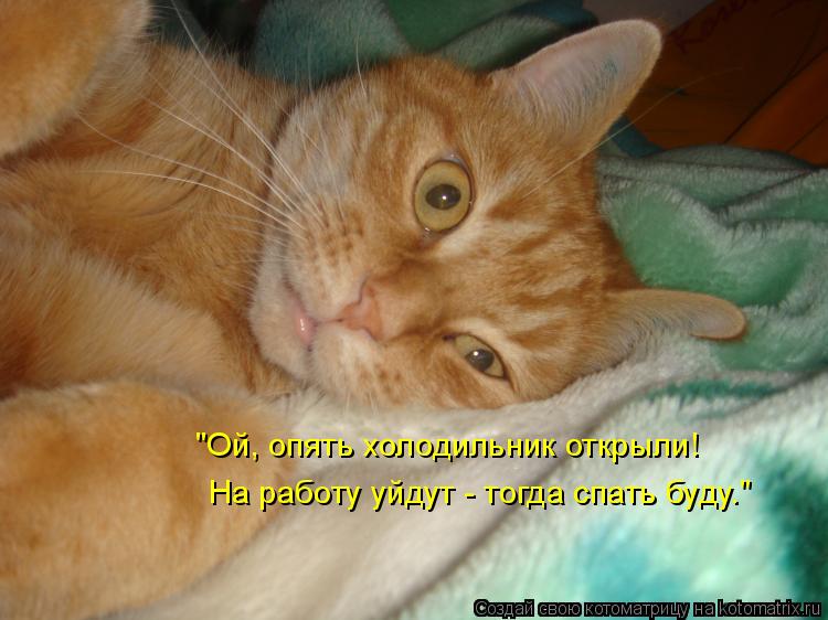 "Ой, опять холодильник открыли! На работу уйдут - тогда спать буду."... Котоматрица: "Ой, опять холодильник открыли! На работу уйдут - тогда спать буду."