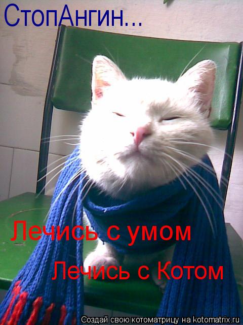 Котоматрица: СтопАнгин...  Лечись с умом Лечись с Котом