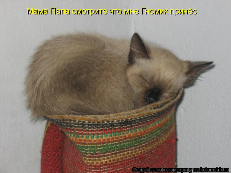 Котоматрица: Мама Папа смотрите что мне Гномик принёс