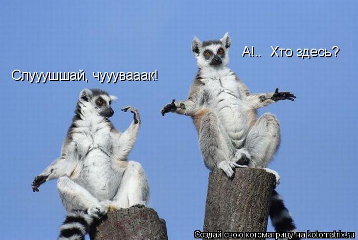 Котоматрица: Слууушшай, чууувааак! А!..  Хто здесь?