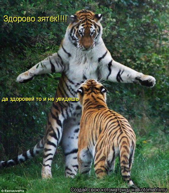 Котоматрица: Здорово зятёк!!!! Здорово зятёк!!!! да здоровей то и не увидешь