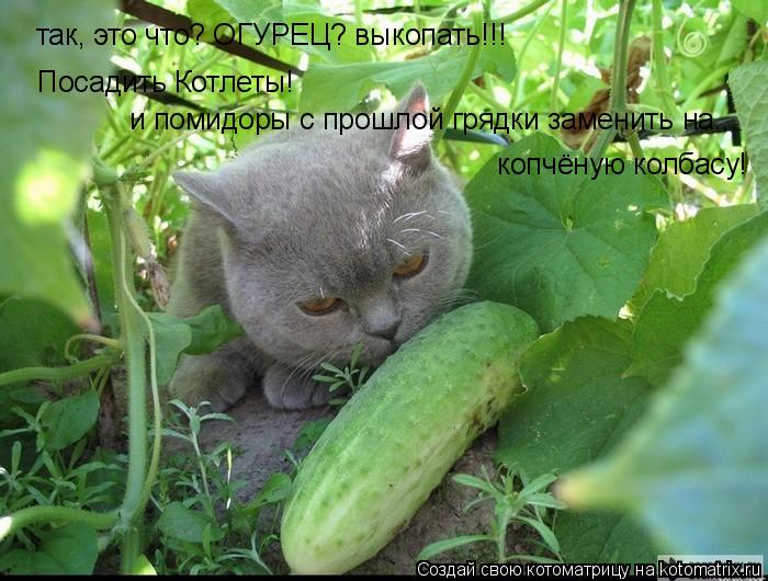 так, это что? ОГУРЕЦ? выкопать!!! Посадить Котлеты! и помидоры с прошлой грядки заменить на... копчё... Котоматрица: так, это что? ОГУРЕЦ? выкопать!!! Посадить Котлеты! и помидоры с прошлой грядки заменить на... копчёную колбасу!