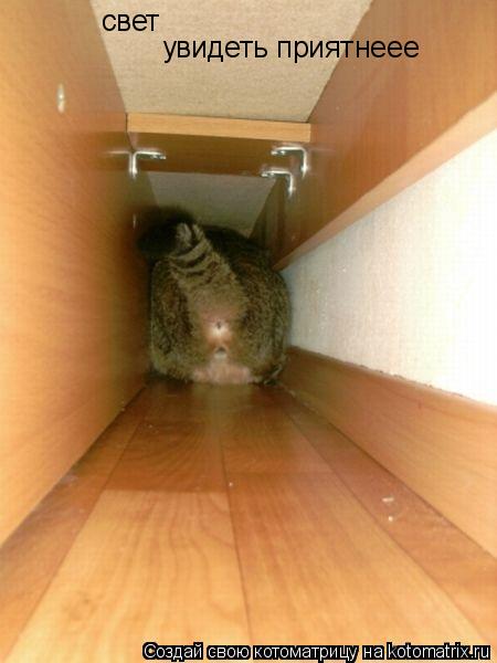 Котоматрица: свет увидеть приятнеее