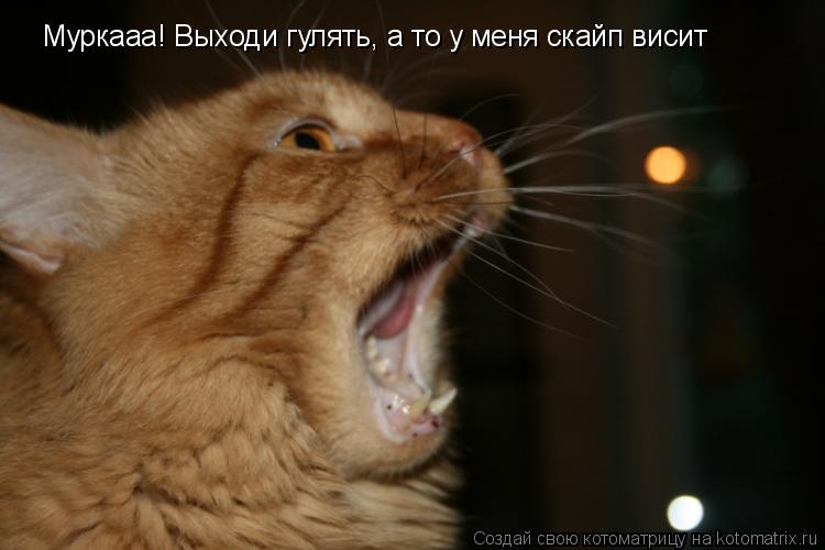 Котоматрица: Муркааа! Выходи гулять, а то у меня скайп висит