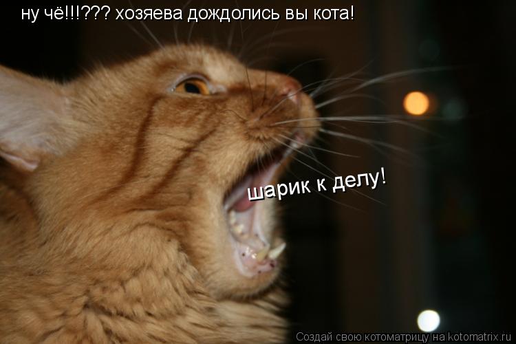 Котоматрица: ну чё!!!??? хозяева дождолись вы кота! шарик к делу!